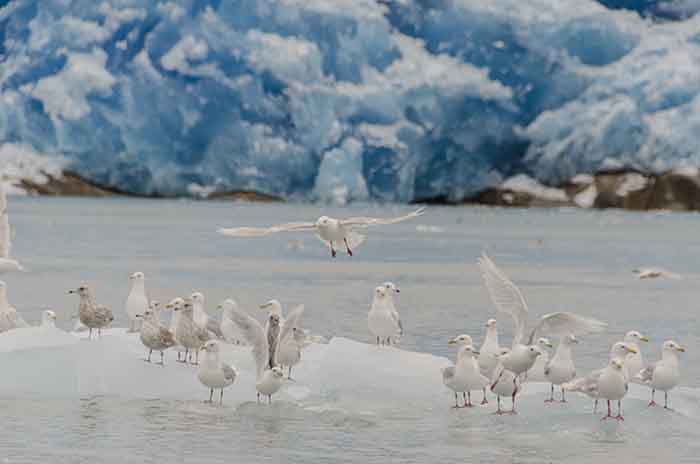 Gaviota - fiordo Tunulliarfik - Groenlandia 2.jpg